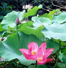 中州花艺景观工程 设计与施工的艺术融合