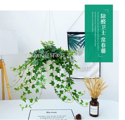 佛山禅城植物摆租与花艺工程的双重乐章 打造会呼吸的商务空间